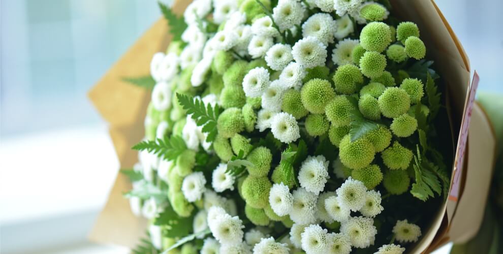hoa-cuc-calimero Hoa cúc calimero và điều cần biết
