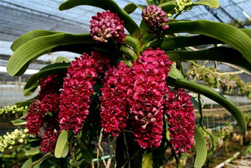 hoa-lan Đóa hoa lan đổ xuống như thác nước