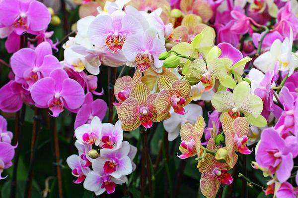 hoa-lan Hoa lan hồ điệp đẹp nhất