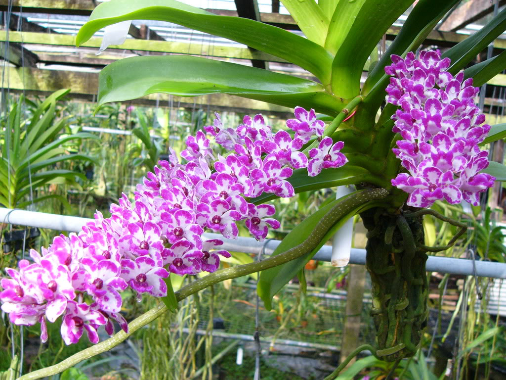 hoa-lan Địa điểm mua hoa phong lan uy tín