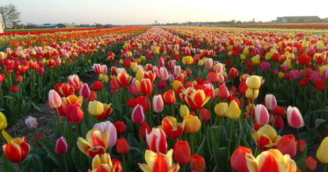 Sự tích hoa tulip