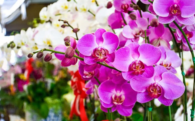 Hoa lan là loại hoa thay lời chúc Tết ông bà sức khỏe