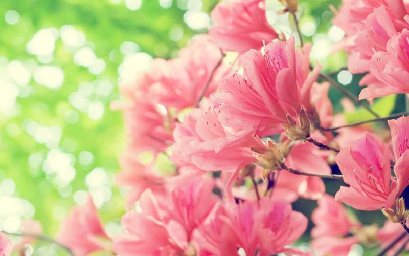 Nét đẹp thơ mộng của bông hoa đỗ quyên