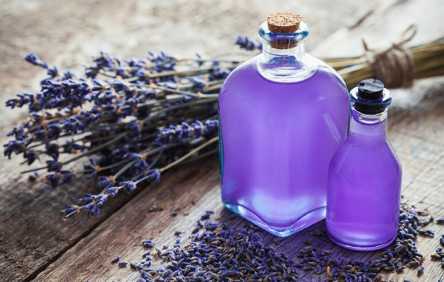 Tác dụng của hoa oải hương trong cuộc sống