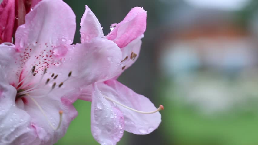 Hoa đỗ quyên dưới vẻ đẹp sương sớm