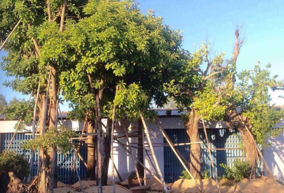 Trồng cây sala cũng rất dễ dàng