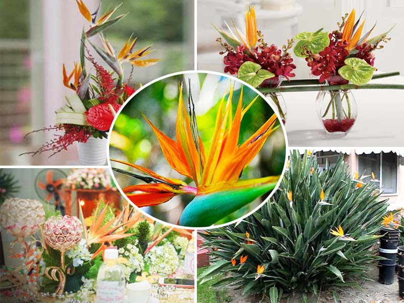 Ứng dụng tuyệt vời từ cây hoa thiên điểu