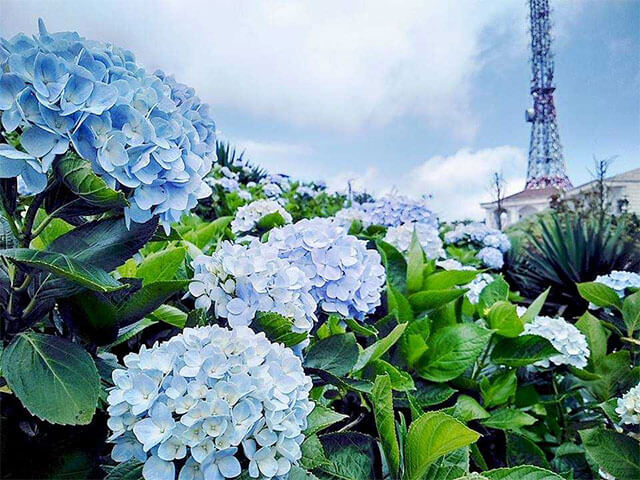 hoa cẩm tú cầu trồng vào mùa nào