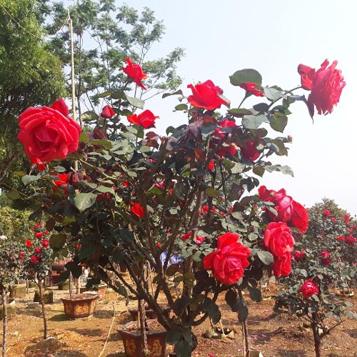 vườn hoa hồng đỏ đẹp như mơ