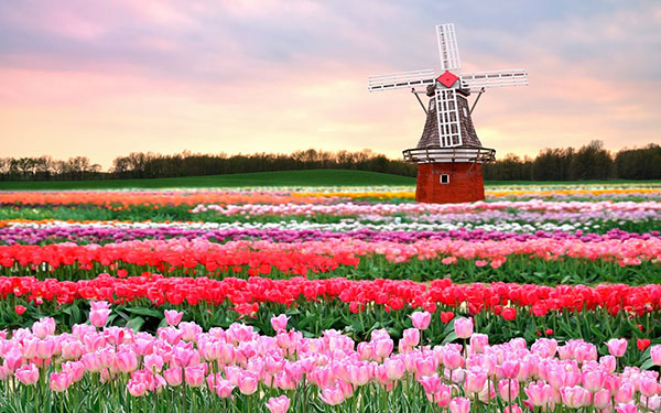 các loại hoa tulip