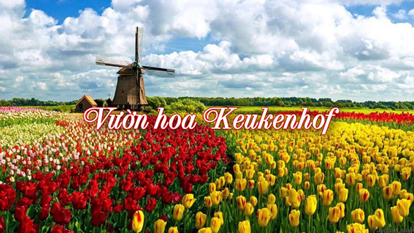 Vườn hoa tulip keukenhof