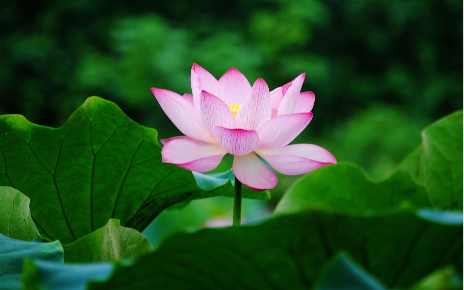 Wallpaper hoa sen đẹp giản dị