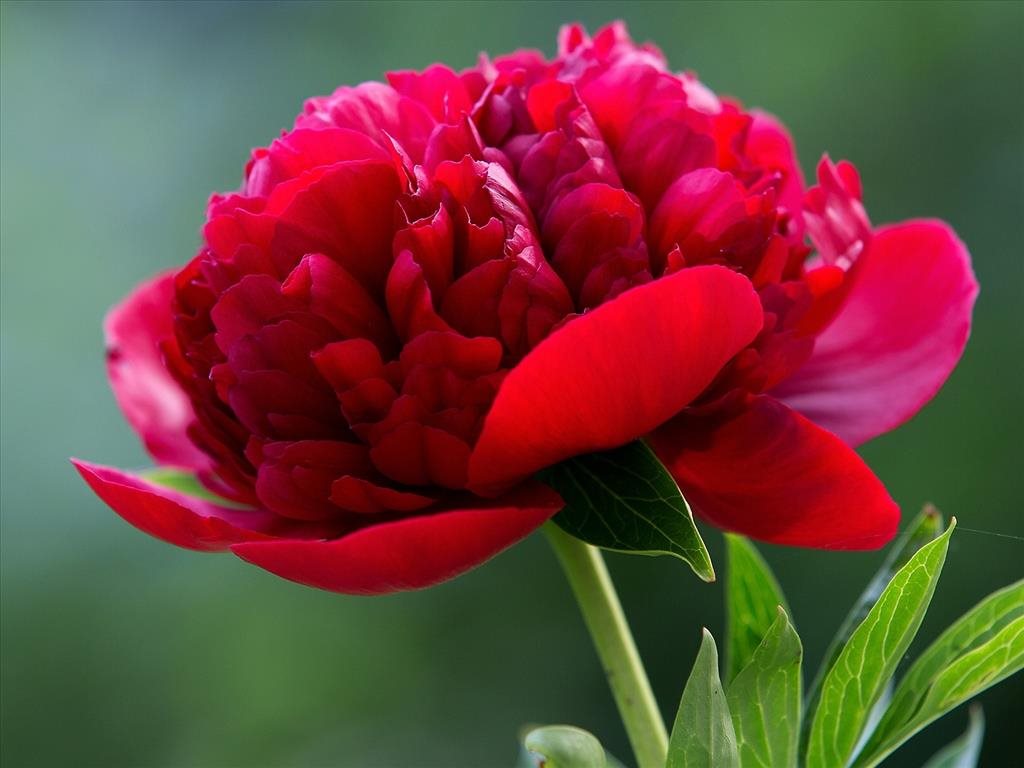 ý nghĩa hoa mẫu đơn đỏ
