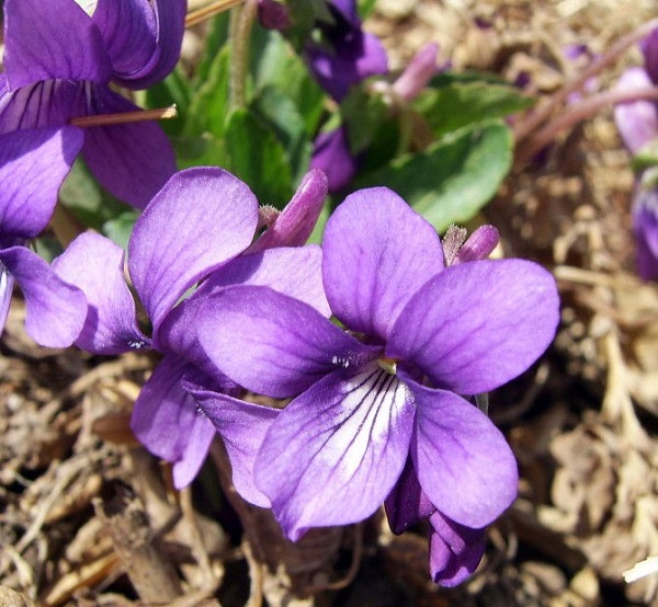 Ý nghĩa hoa violet tím thủy chung