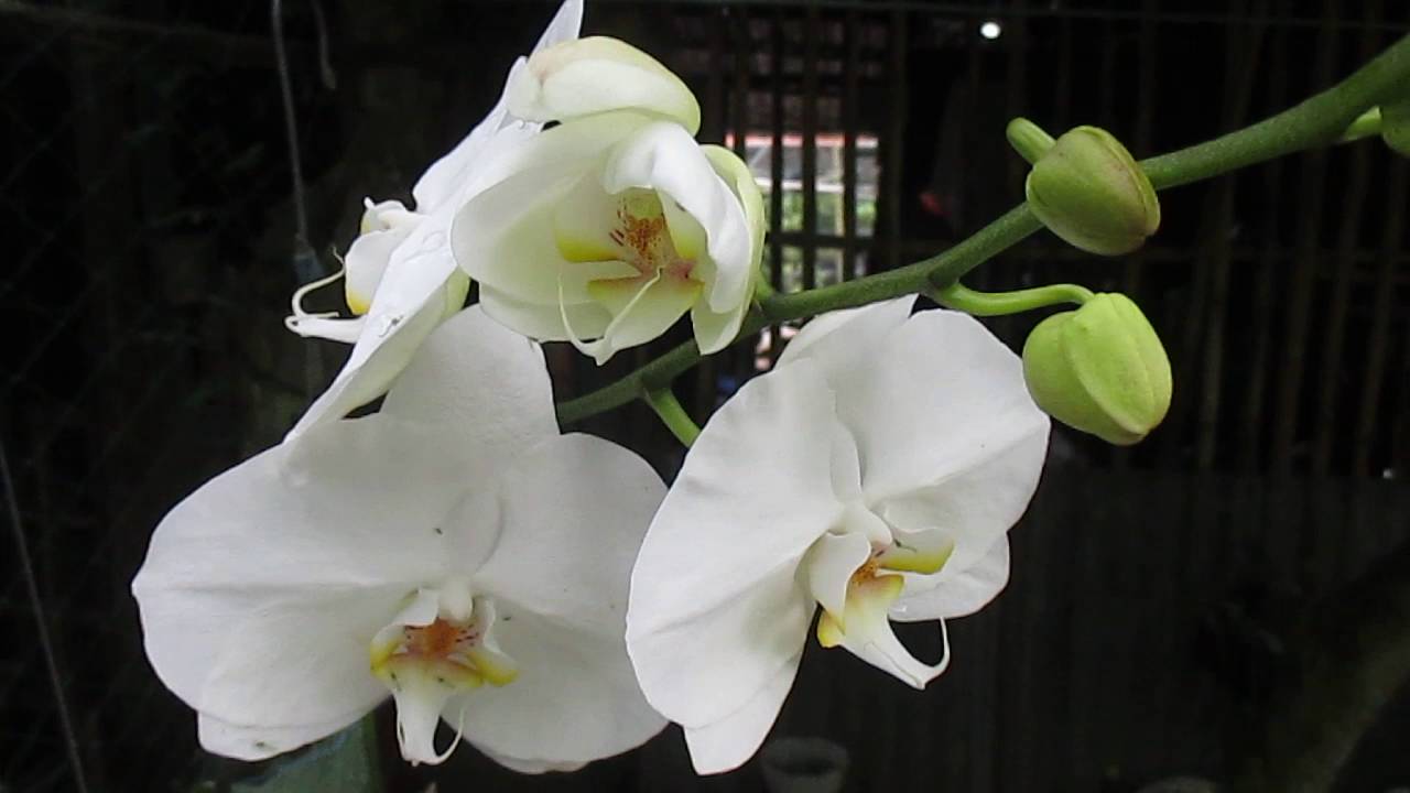Ý nghĩa lan hồ điệp trắng trong sắc đẹp