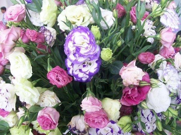 Hoa cát tường được dùng trong làm hoa khai trương, hoa chúc mừng sinh nhật