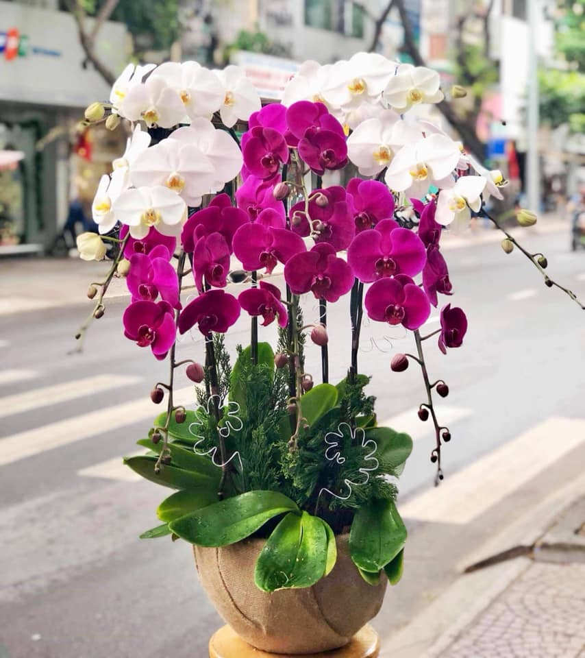 Chậu lan hồ điệp tím quý phái 
